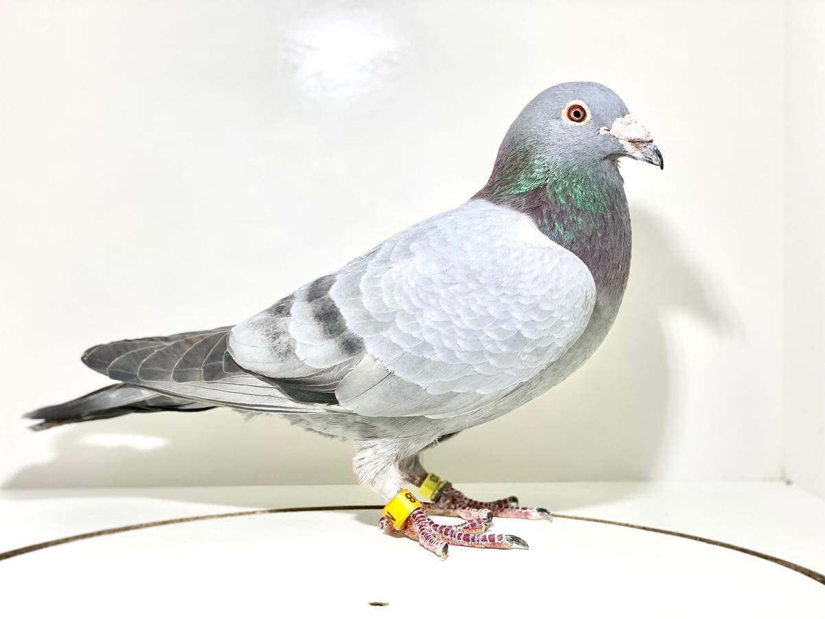 Lot 9 NRC 17 528 Slate Cock Janseen/Harrison / Diamond Pigeon Auctions