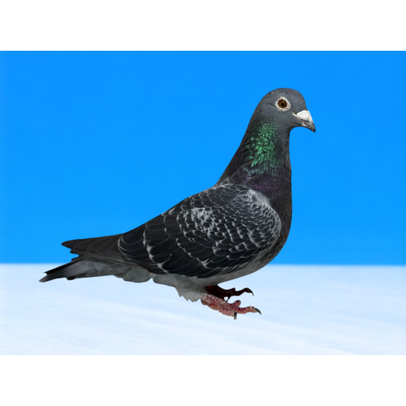 Lot 3 SA 18 3855 DC Hen Busschaert X bred by Peter Burke